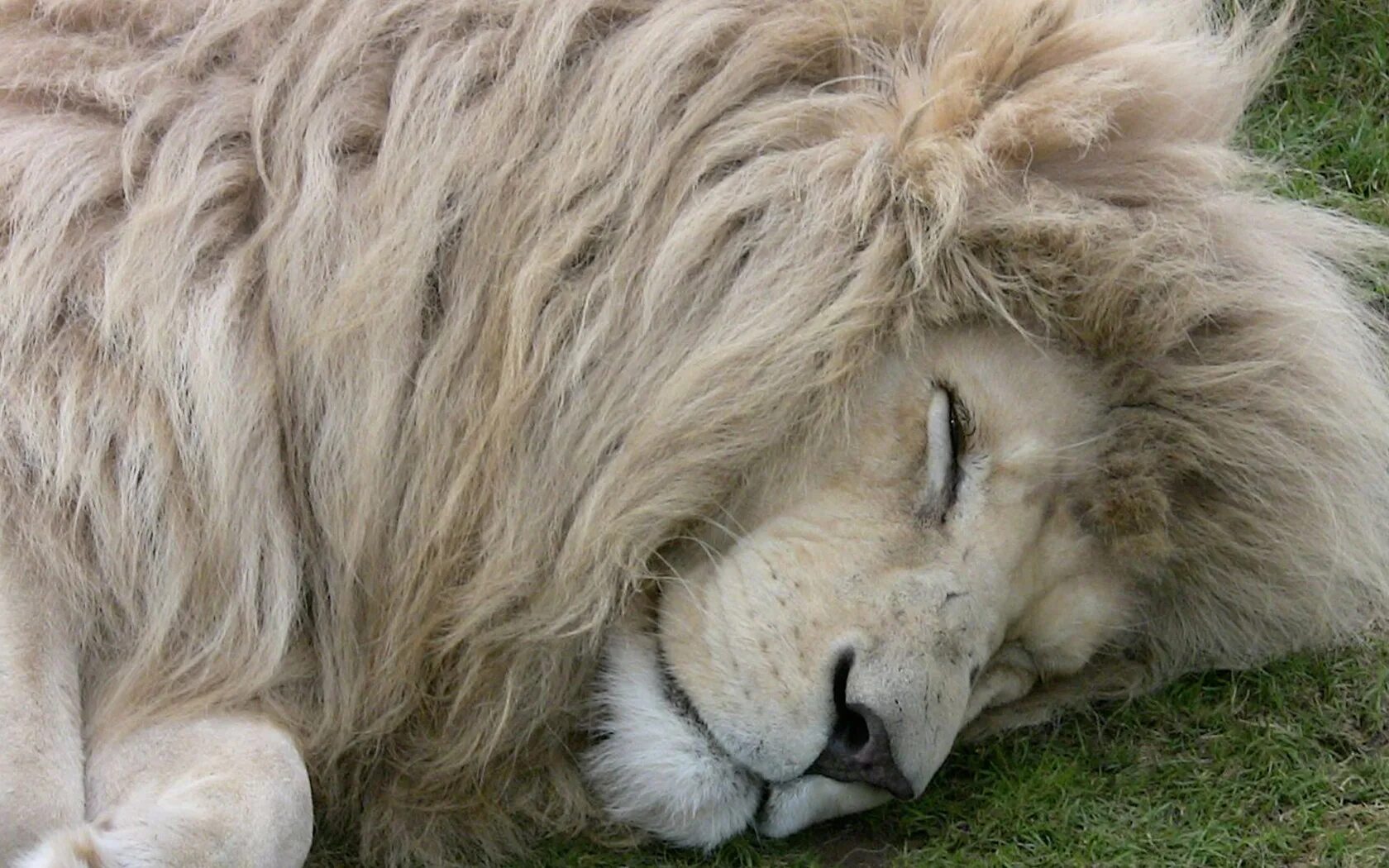 Сколько спят львы. Лев. Белый Лев. Спящие львы. Лев спящий.