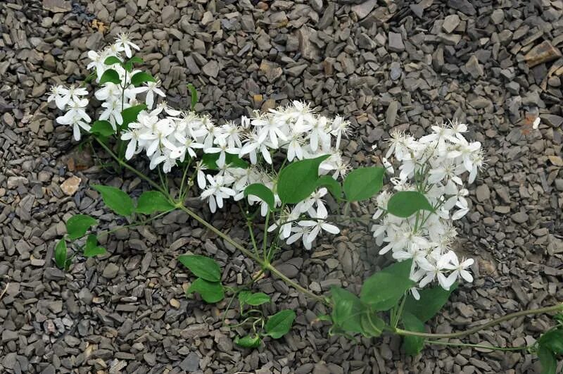 Клематис маньчжурский выращивание и уход. Клематис маньчжурский (clematis mandschurica). Клематис дальневосточный белый. Mandschurica клематис. Клематис маньчжурский мелкоцветковый.