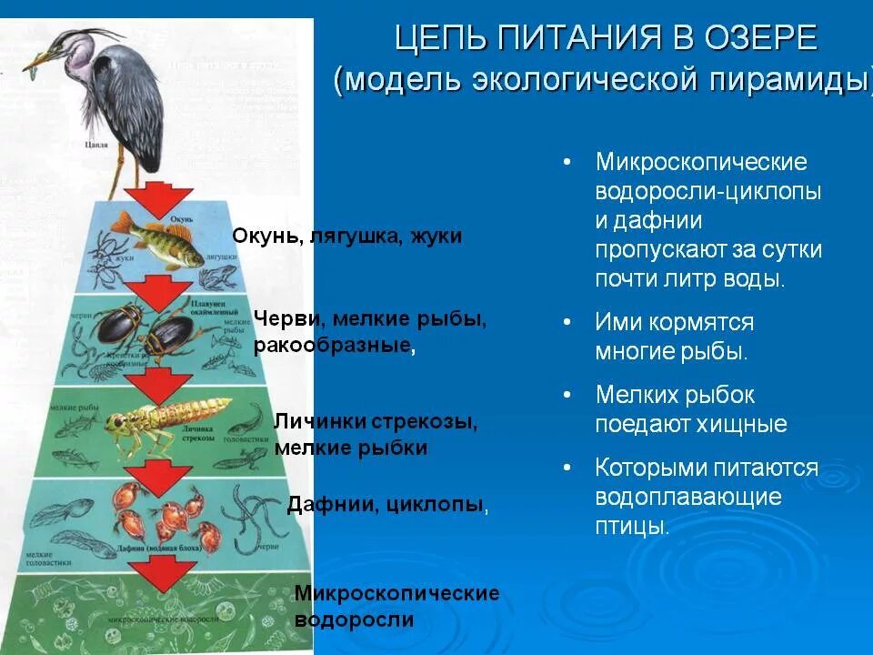 Цепи питания в водоеме примеры. Пищевая сеть экосистемы озера. Детритная трофическая цепь. Пирамида экосистемы озера. Пищевая цепь.