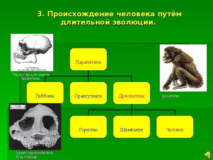 Эволюция приматов. Дриопитеки эволюция. эволюция человека дриопитек. парапитеки проплиопитеки. парапитеки дриопитеки таблица.