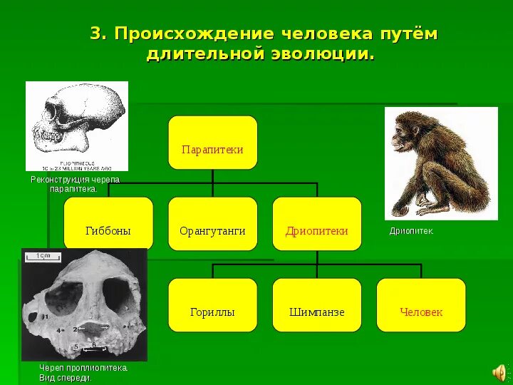 Относится ли человек к приматам. Дриопитеки Эволюция. Человек дриопитек. Дриопитеки факторы эволюции. Парапитеки Проплиопитеки.