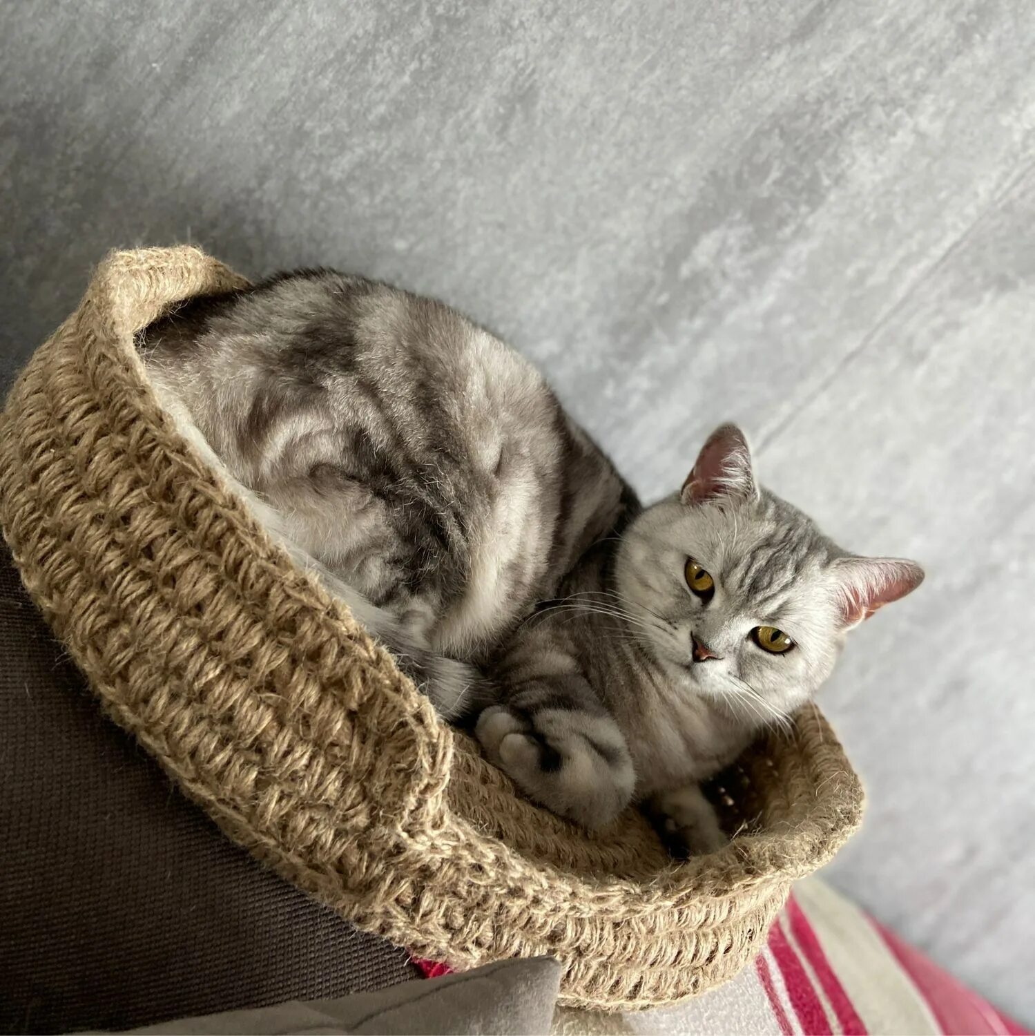 Лежанка из джута. Лежанка для кота. лежанка для кошки из джута. вязаная лежанка для кошки.