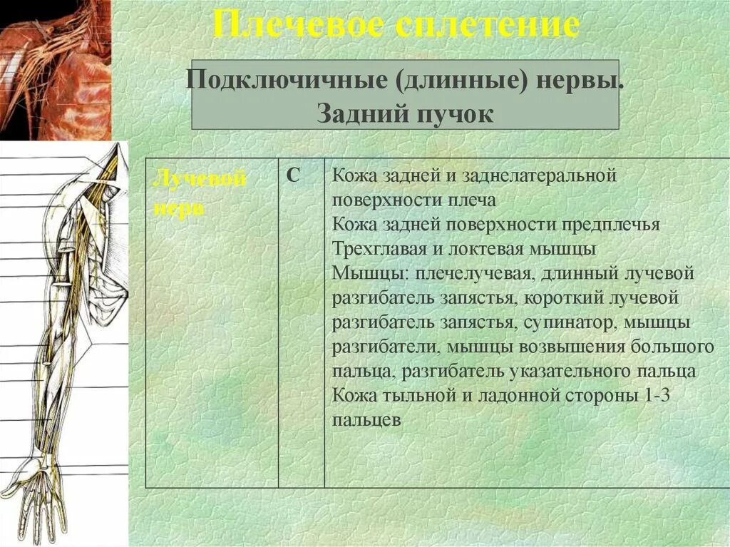 Периферические нервы и сплетения. Формирование периферического нерва. Периферических нервов сплетения. Плечевое сплетение. Плечевая нервная система.