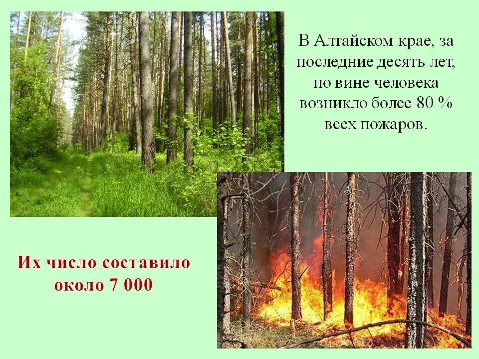 Беседы о лесе. Беседа для детей огонь в лесу. Лесные пожары по вине человека. Условия возникновения лесных пожаров. Причины лесных пожаров.