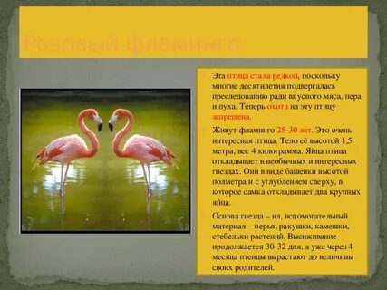 Окружающий мир 4 класс международная красная книга