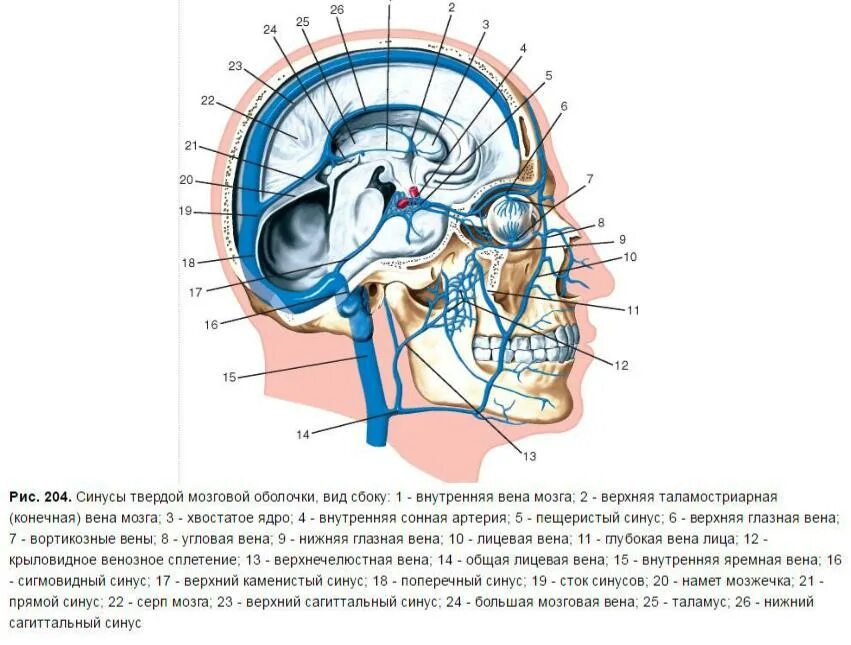Вены головного мозга. Большая мозговая Вена Галена. Вены лица и синусы твердой мозговой оболочки. Анатомия вены Галена. Вена Галена венозный отток.