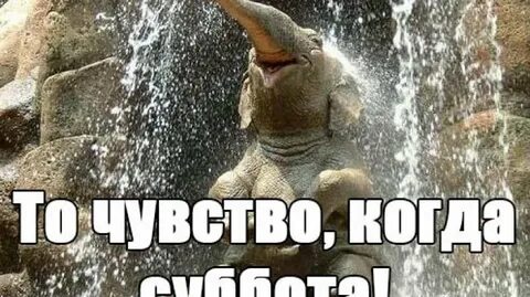 Смешные картинки с надписями суббота