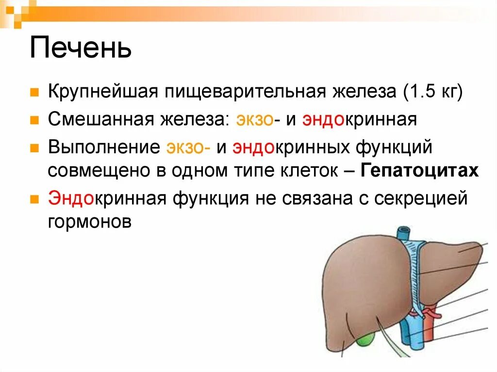 Печень относится к железам. Печень железа смешанной секреции. Печень как железа внутренней секреции. Печень является железой внутренней секреции.