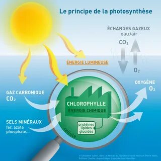 Le principe de la photosynthèse 