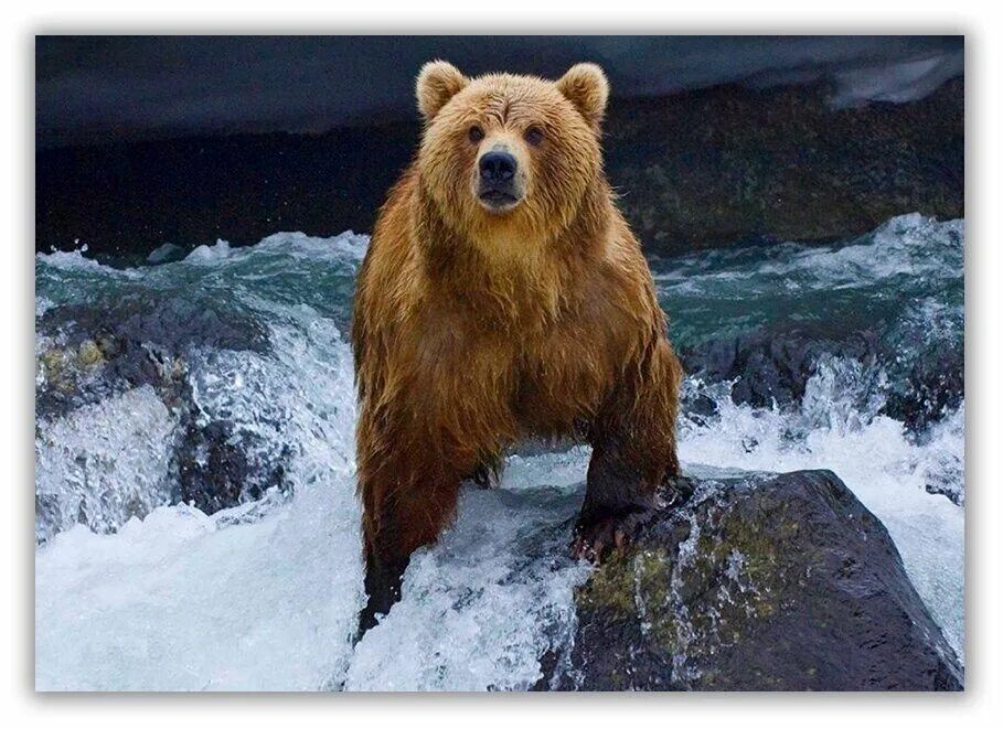 Медведь вертикальное фото Download wallpaper 800x1280 bear, zoo, nature, reserve, muzzle samsung galaxy no