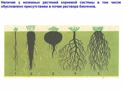 Растения с развитой корневой системой