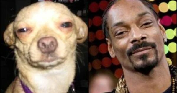 Собака снуп дог мем Snoop dogg chihuahua Снуп Дог и его лучший друг: история необычной дружбы. tre