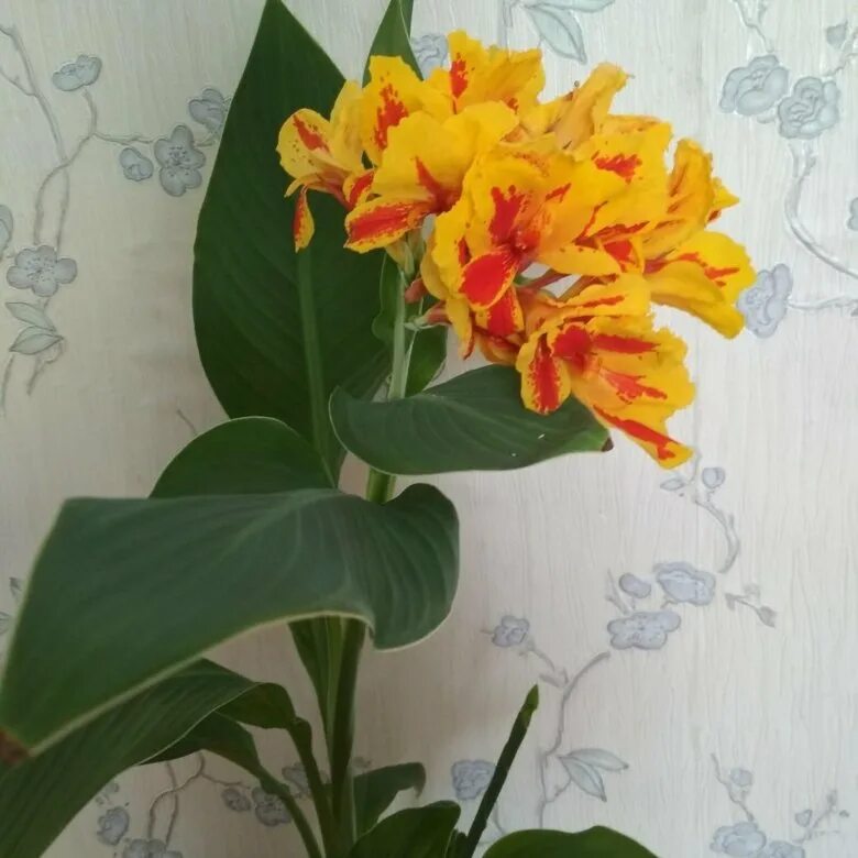 канна горшечная (canna happy emily). канна ливадия. канна горшечная желтая. канна коричневолистная триумф. канна растение семафор.