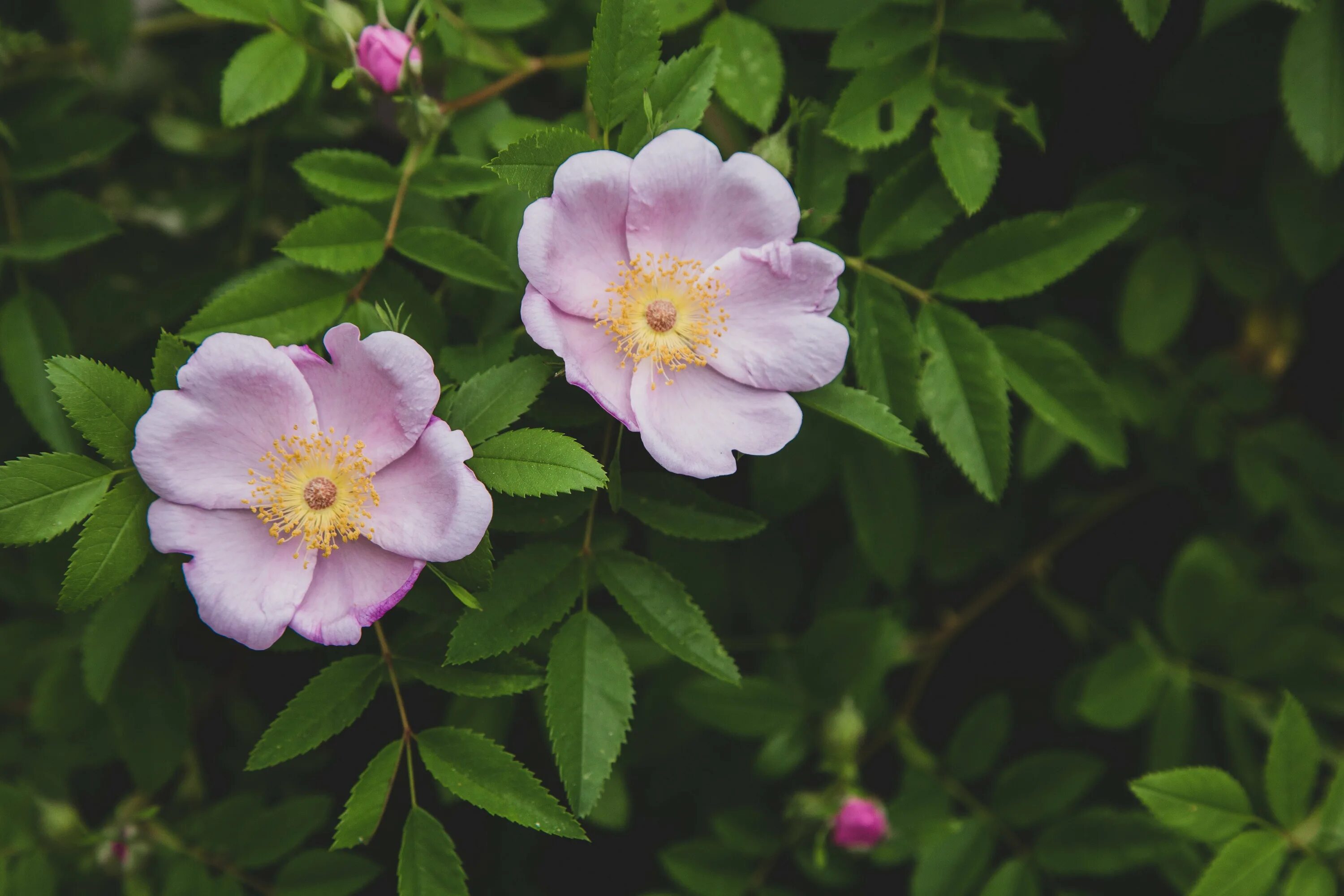 Шиповник иглистый. Шиповник собачий — rosa canina l. Новорожденный шиповник. Шиповник мускусный. Новорожденный шиповник.