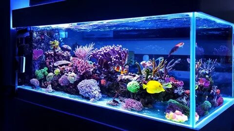 Fish tank myg100