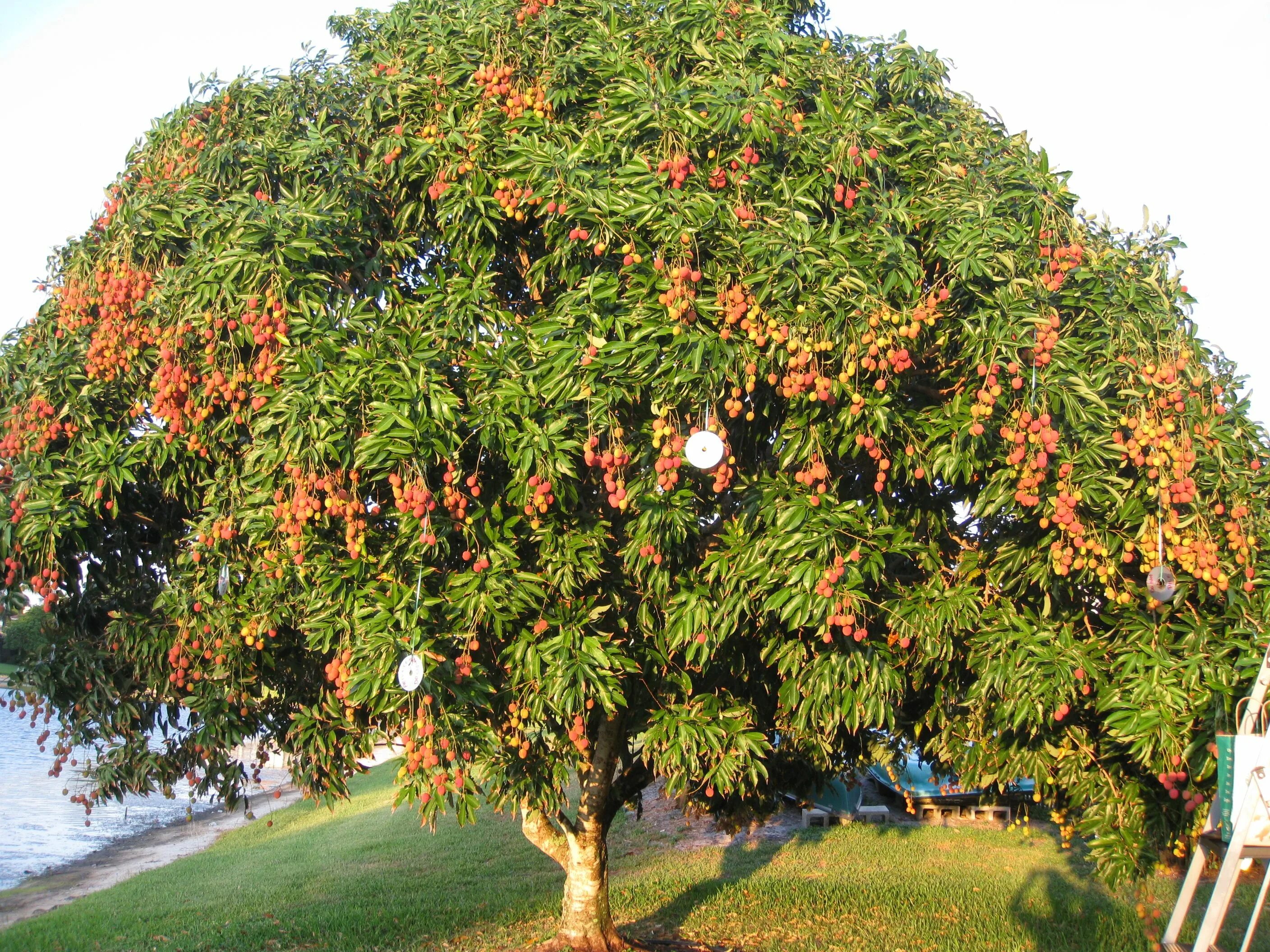 В каких странах растут фрукты. Личи дерево. Китайские личи дерево. Личи плодовое дерево. Личи ягода дерево.