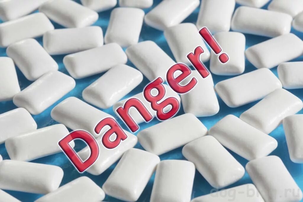 Щенок проглотил пластик. Собака съела жвачку. Собака съела жвачку. Собака проглотила мячик что делать. Собака съела жвачку.