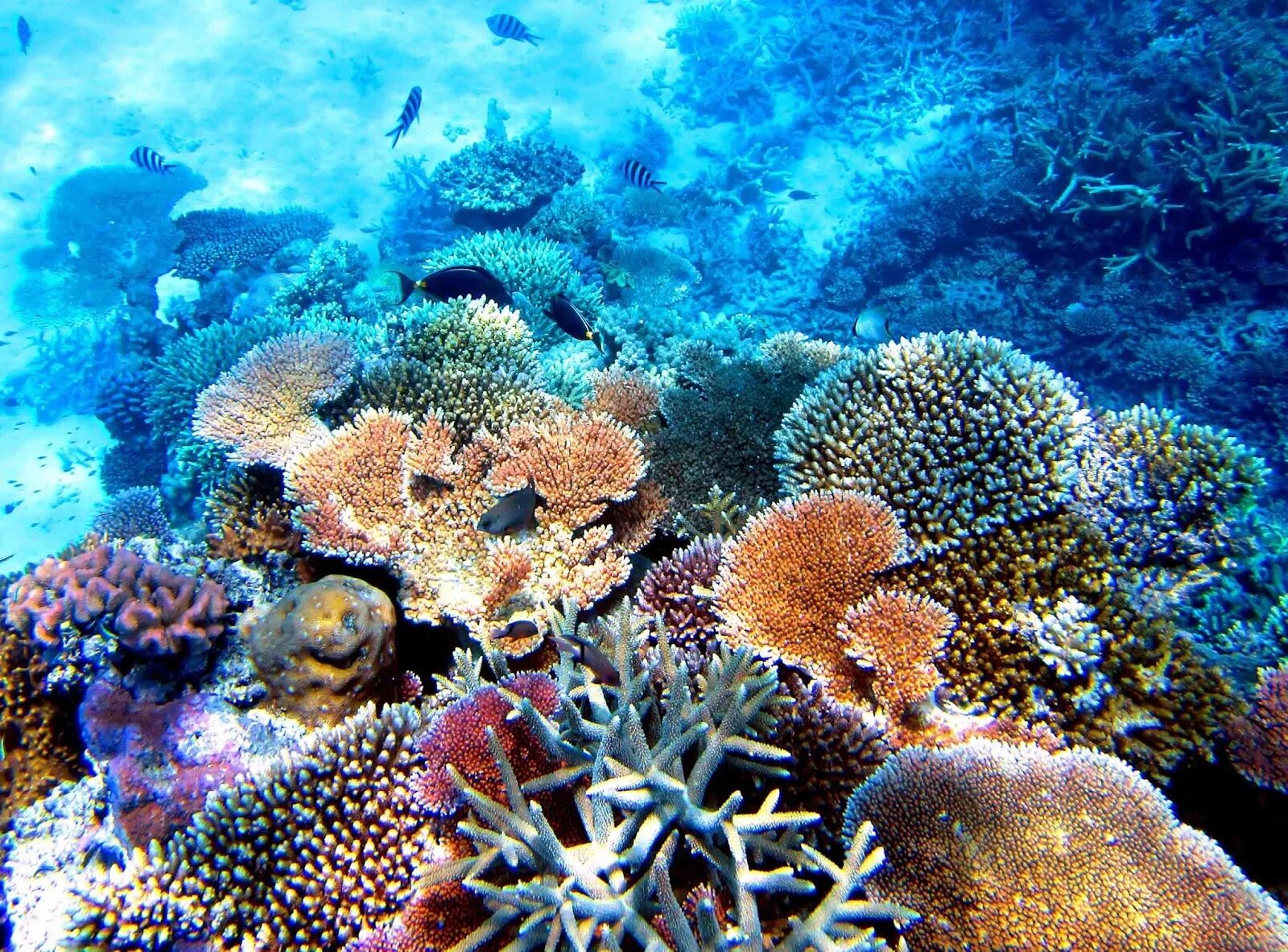 Great barrier reef corals. Большой Барьерный риф Австралия. Коралловый Барьерный риф в Австралии. Большой карьерный Рив в австралти. Большой Барьерный риф коралловые полипы.