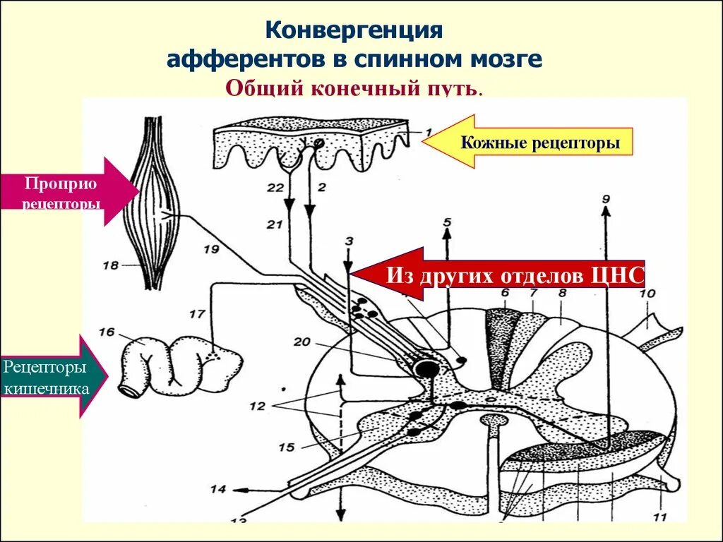 Рецепторы какой отдел нервной системы. Петля обратной связи физиология нервной системы. Общий конечный путь в спинном мозге. Общий конечный путь ЦНС. Конвергенция физиология ЦНС.