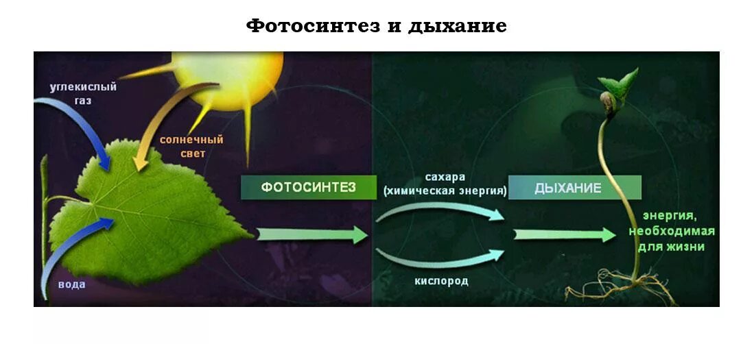 Химический процесс фотосинтеза. Как происходит фотосинтез у растений. Процесс протекания фотосинтеза. Фотосинтез зеленых растений. Солнечный свет на земле урок