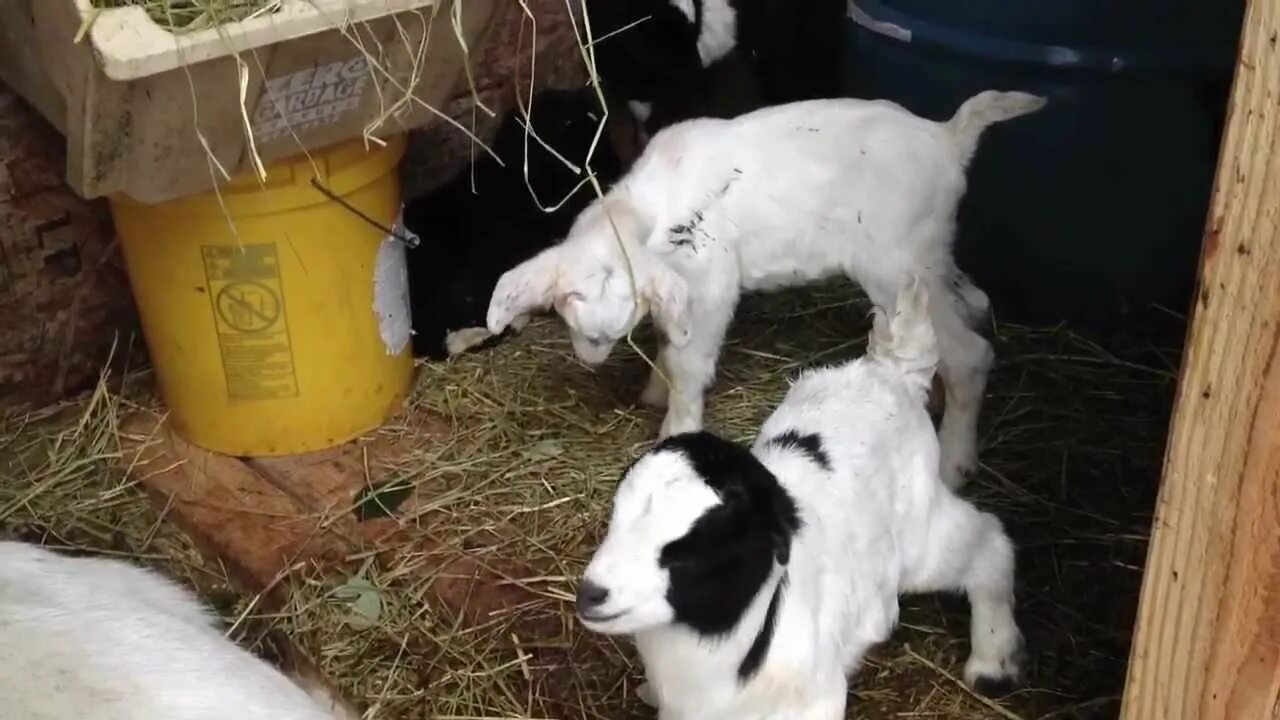 Кормление новорожденных козлят. Искусственное вскармливание козлят. Козлёнок вскармливание. Корм для маленьких козлят. Держатель для бутылочек для кормления козлят.