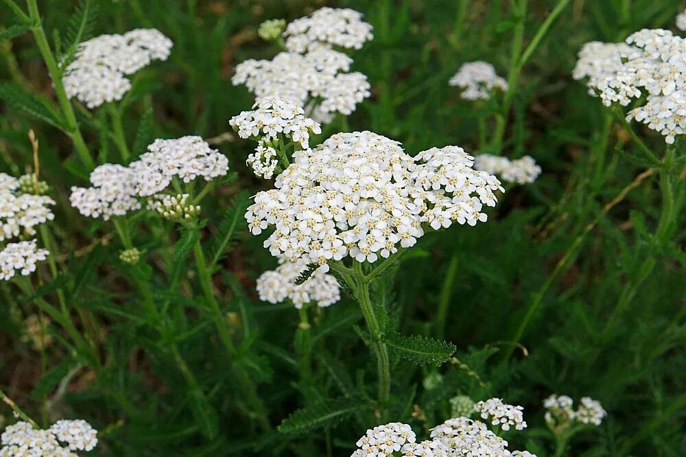 Тысячелистник (Achillea millefolium). Тысячелистник обыкновенный (Achillea millefolium). Тысячелистник обыкновенный (Achillea millefolium l.). Тысячелистник обыкновенный (Achilléa millefólium). Тысячелистник обыкновенный лечебные свойства