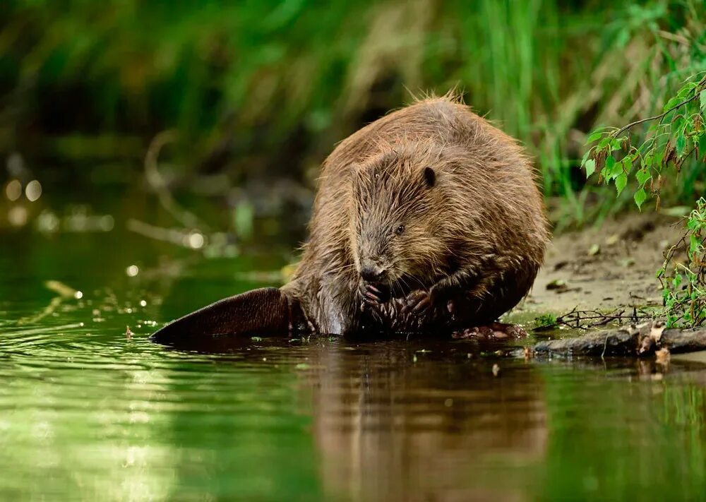 Бобр Речной обыкновенный. Канадский Бобр (Castor canadensis). Бобр (Castor Fiber Linnaeus, 1758). Бобр обыкновенный – Castor Fiber. Бобры в спб