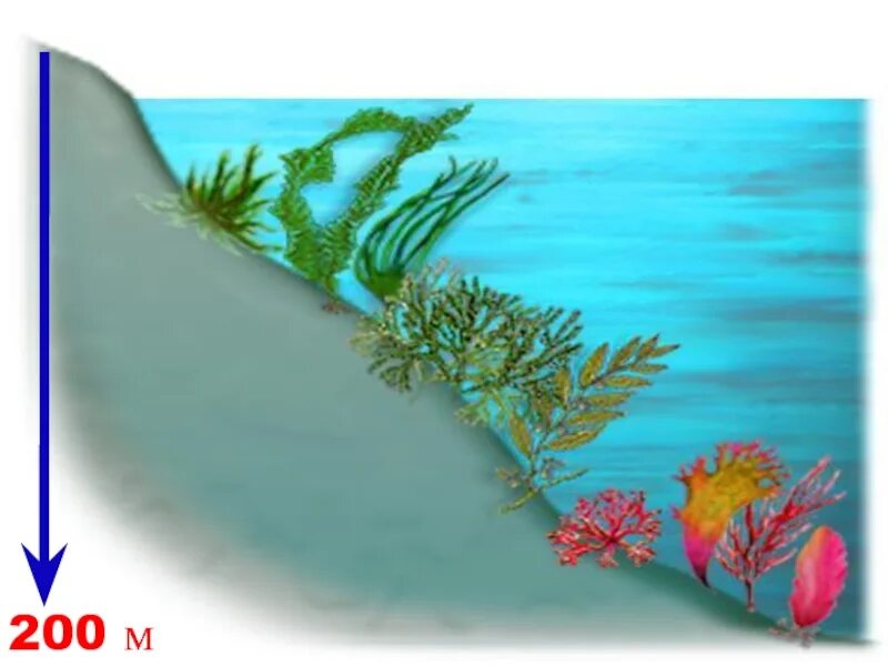 Красные водоросли глубина. Красные водоросли глубина обитания. Глубина обитания зеленых водорослей. Водоросли на разной глубине. Цвет водорослей в зависимости от глубины.