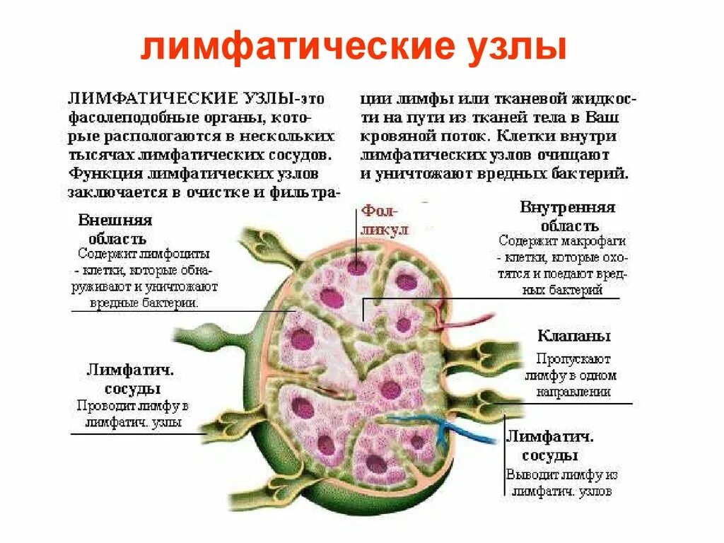 Почему образуются узлы. Схема лимфатического узла. Межузелковая зона лимфатического узла. Как устроен лимфатический узел. Внутреннее строение лимфатического узла.