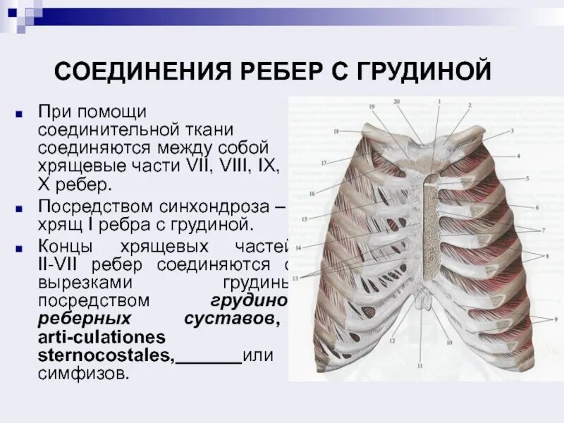 Соединения с помощью соединительной ткани. Соединения с помощью соединительной ткани