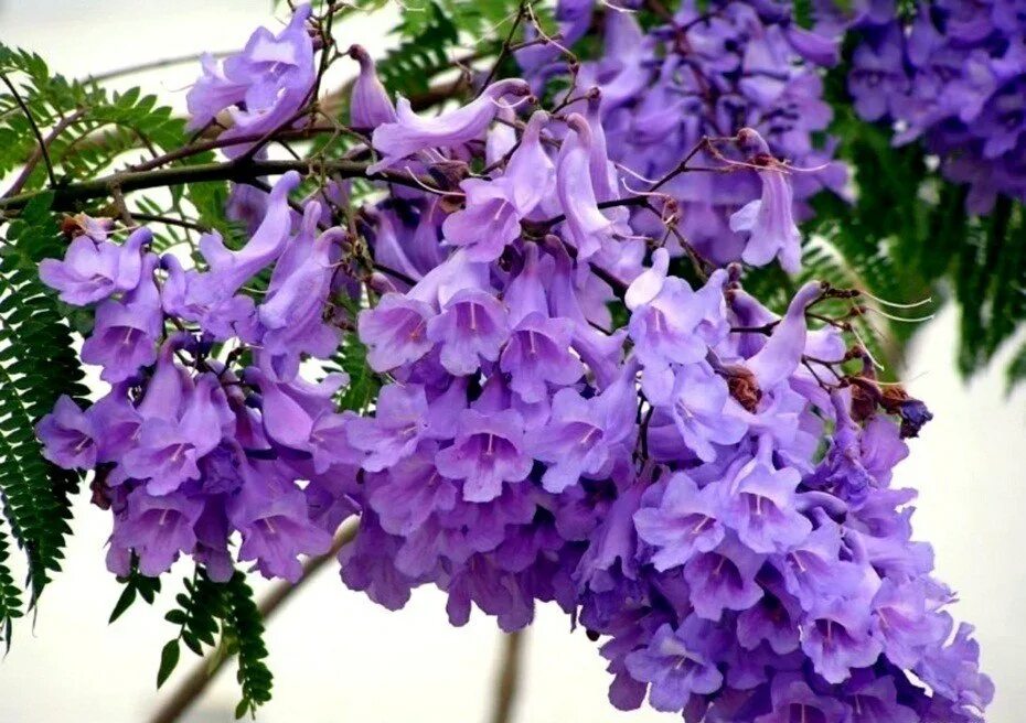 Павловния жакаранда. Фиалковое дерево жакаранда. Фиалковое дерево джакаранда. Фиалковое дерево жакаранда. Жакаранда.