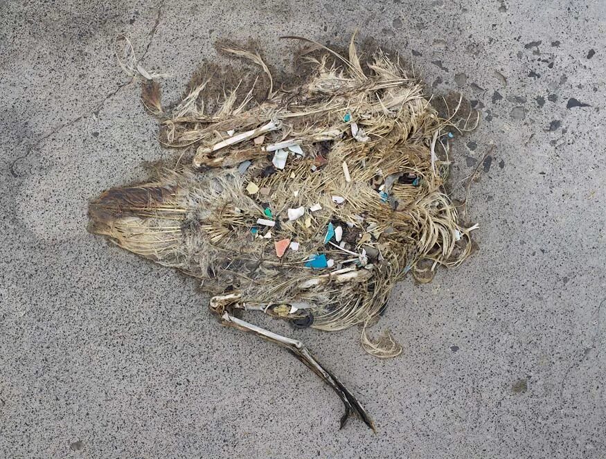 истребление животных и растений. трупы животных и птиц. животные погибают от мусора. гибель животных от пластика. экология черного моря.