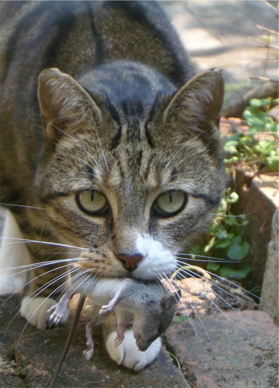 Кошки. Кошка с мышкой в зубах. Кот с мышью в зубах. Коты с мышами в зубах.