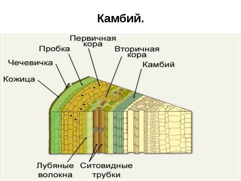 Какая роль камбия. Строение и функции камбия. рисунок.. строение камбий стебля ткань. образовательная ткань растений камбий. строение и функции камбия и древесины.