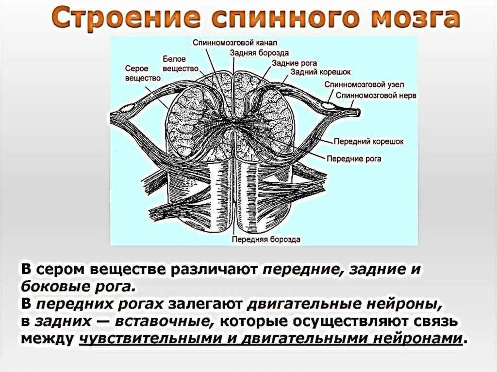 Спинной мозг строение отделы. Спинной мозг строение и функции. спинной мозг вид сбоку. строение спинного мозга вид сбоку. строение и функции спинного мозга 8 класс.