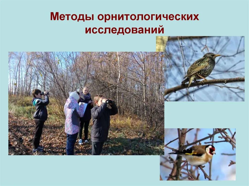 Укажите этапы орнитологических наблюдений. Укажите этапы орнитологических наблюдений. Укажите этапы орнитологических наблюдений. Методы изучения зоологии. Сутки за моим окном биология 5 класс наблюдение.