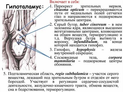 Строение гипоталамуса