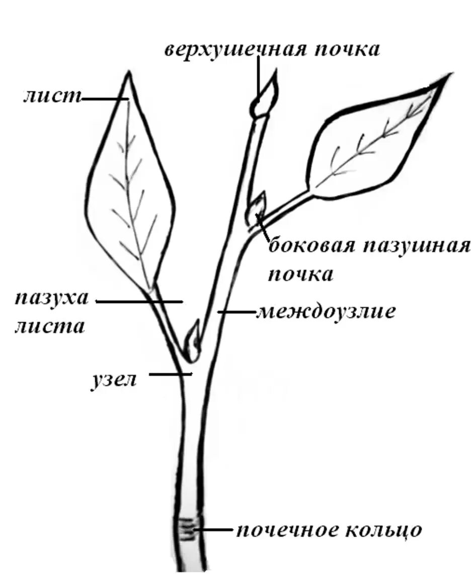 Сирень расположение листьев. Боковая почка междоузлие верхушечная. Морфология побега липы. Лист верхушечная почка узел. Побег тополя схема.