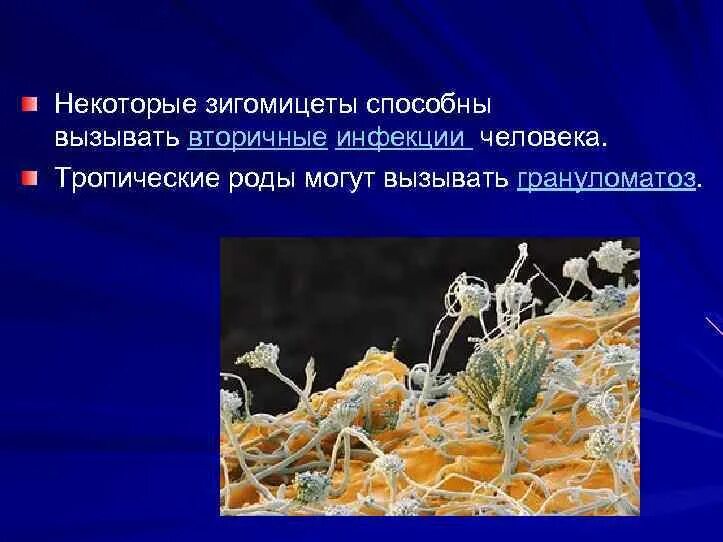 Зигомицеты это. Микроскопические грибы презентация 2 класс. микроскопические грибы инфекции. заболевания вызываемые зигомицетами. зигомицеты.