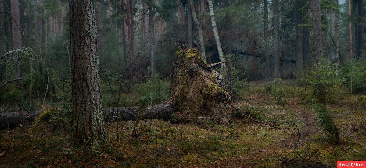 Глуш или глушь. Лесная глушь Шишкин. Картина Шишкина Лесная глушь. Глухая Тайга бурелом. Шишкин бурелом.