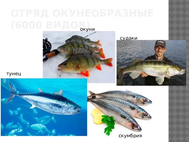 Окунеобразные рыбы представители. Отряд окунеобразные. окунеобразные рыбы. отряд окунеобразные представители.