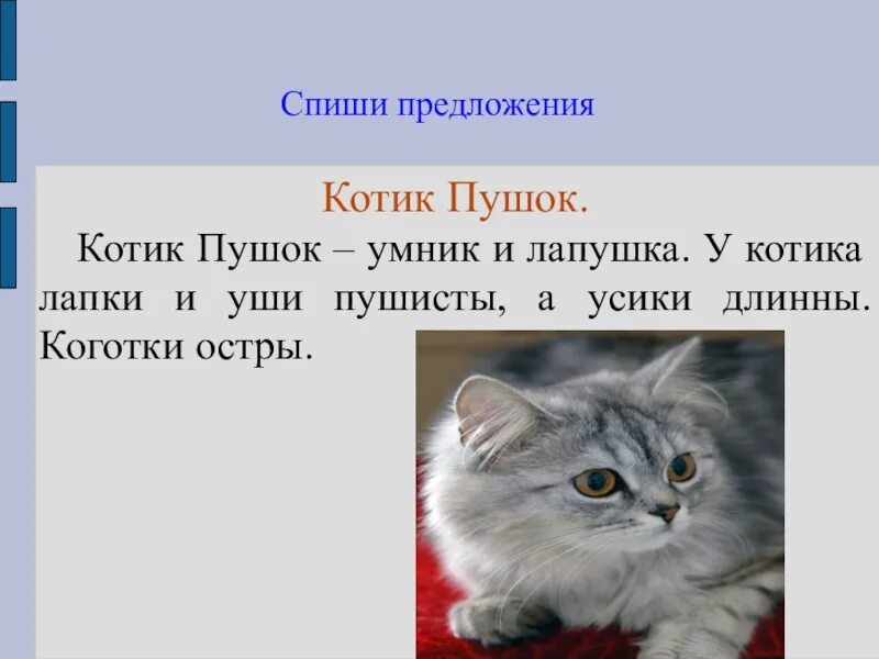 Предложение про кота. Предложение про котенка. Предложение про кота 3 класс. Предложения о коте. Списание маленькое