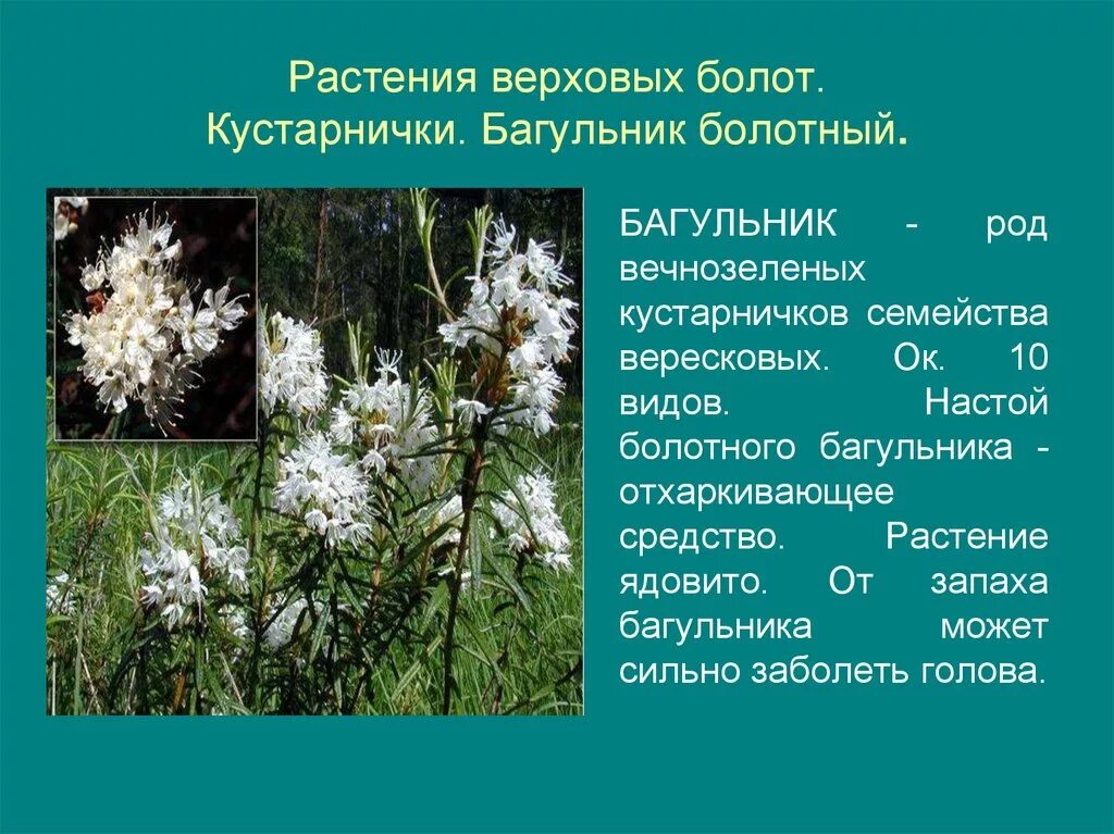 Почему растения болот. Багульник болотный. Багульник болотный в Вологодской области. Болотные растения названия. Растения растущие на болотах.