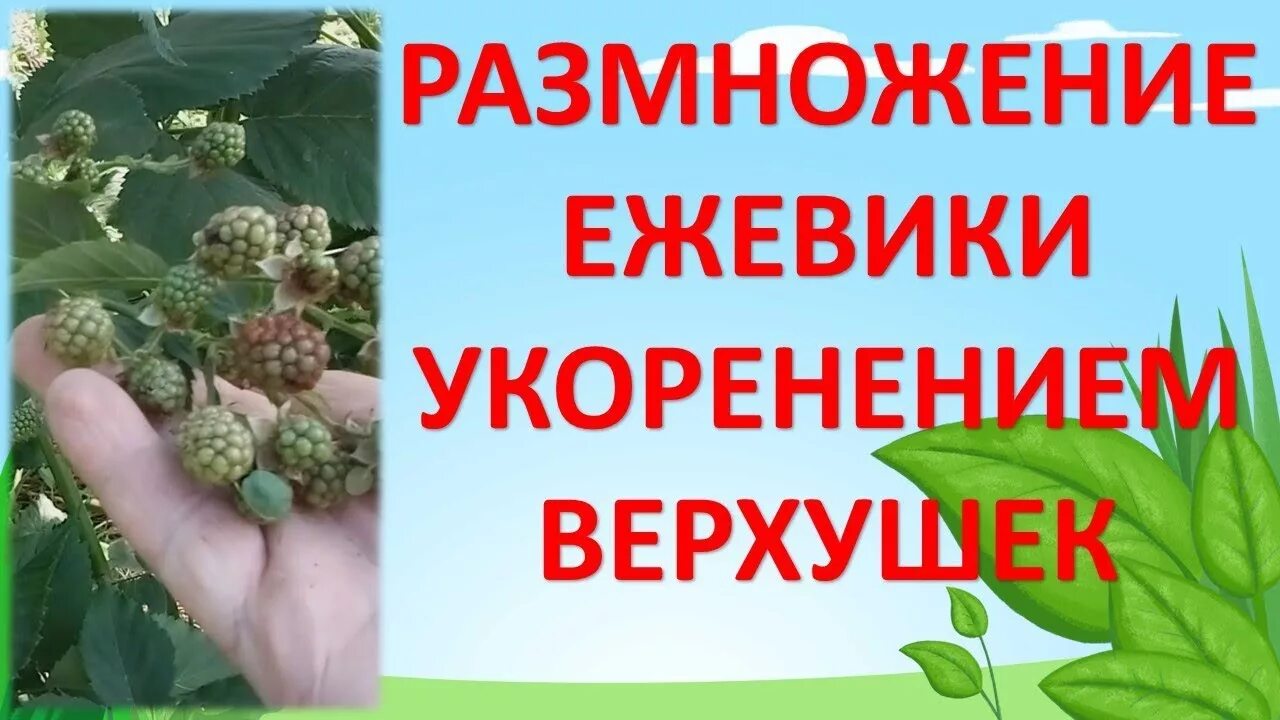 Как хранить ежевику