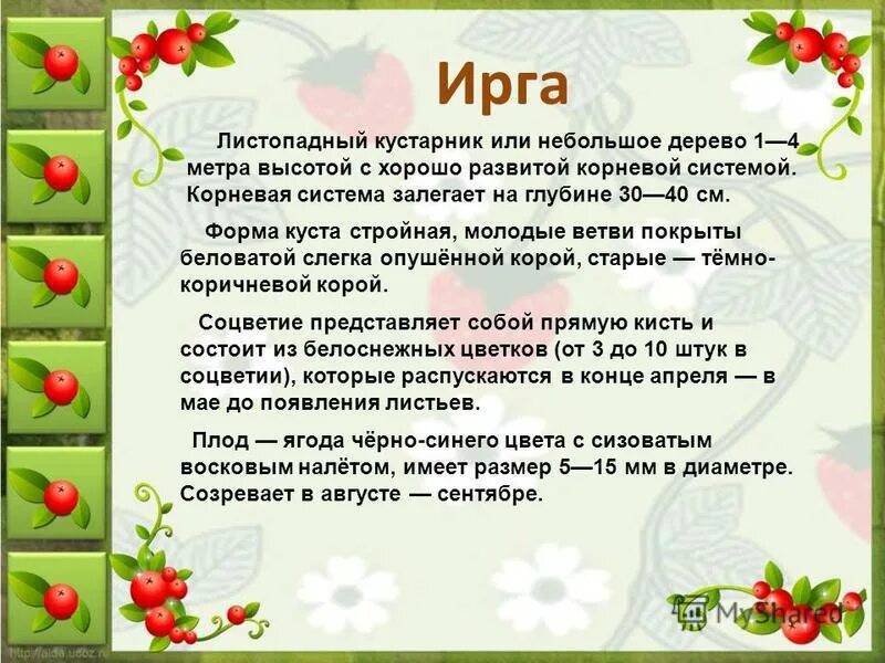 ягода ирга полезные свойства для женщин. ирга витамины. ягода ирга чем полезна и вредна. чем полезна ирга для здоровья. ирга краткое описание.