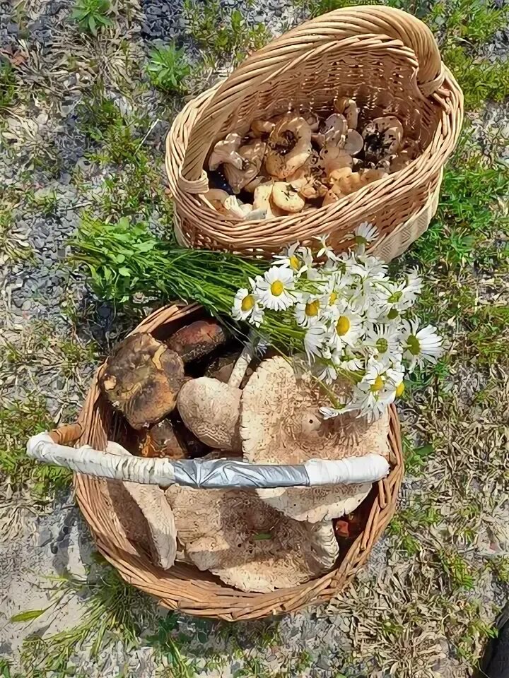 Ростовские грибники. Буровики гриб ростов на дону. Грибники кургана. Ростовские грибники. Ростовские грибники.