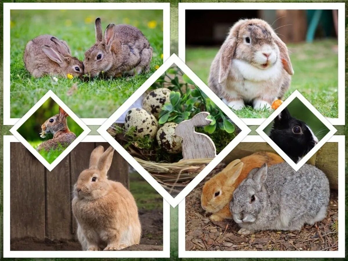 К каким животным относятся кролики. Домашние животные коллаж. Домашние животные кролик. Кролики домашние. Породы домашних кроликов коллаж.