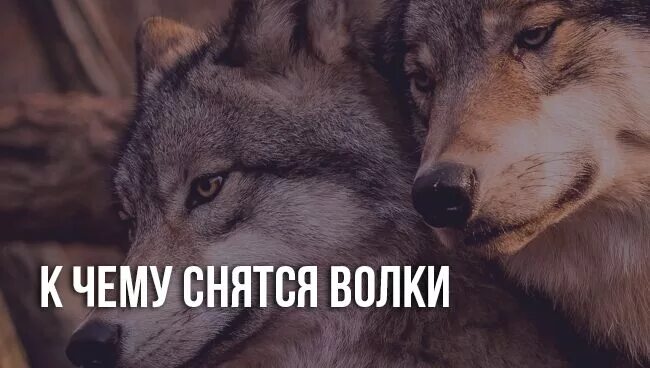 Волк приснился во сне. К чему снятся волки. Что снится волку. Волк во сне к чему снится. Сна волки.