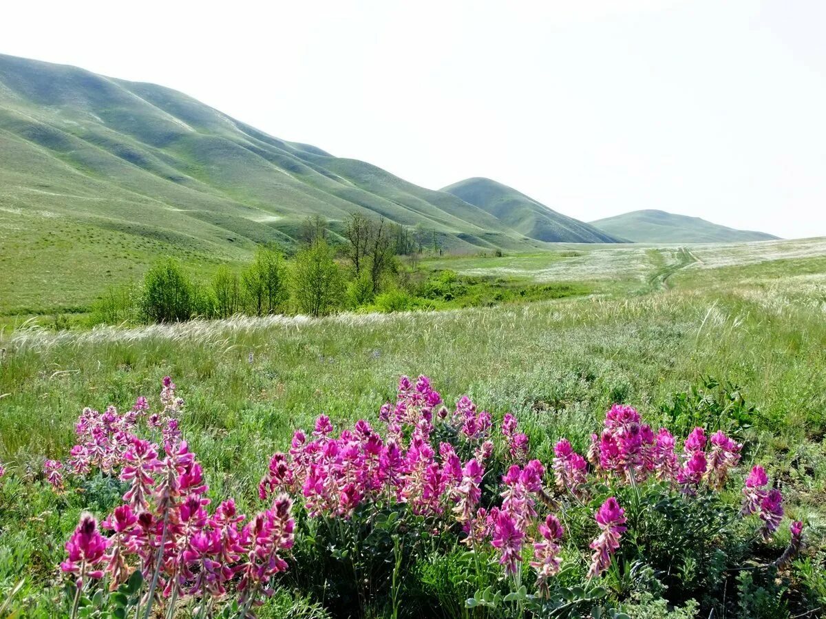 Алтай забайкальский край. Оренбургский Степной заповедник. Степи Хайбуллинского района. Оренбургский заповедник растения.