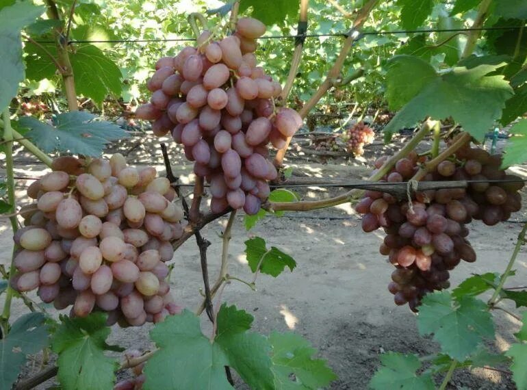 Виноград Румба: описание и характеристика сорта, посадка и уход, размножение